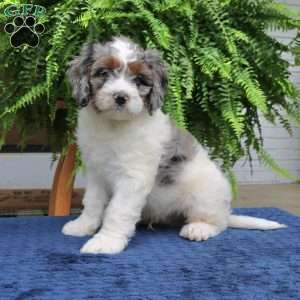 Scout, Mini Bernedoodle Puppy