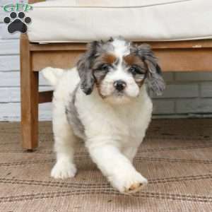 Scout, Mini Bernedoodle Puppy