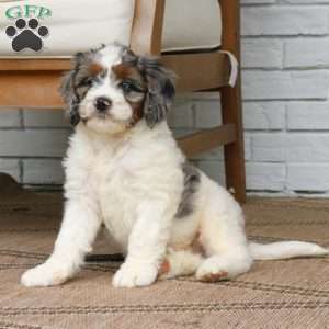 Scout, Mini Bernedoodle Puppy