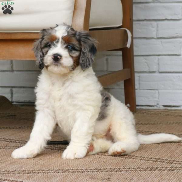 Scout, Mini Bernedoodle Puppy