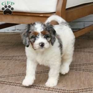 Scout, Mini Bernedoodle Puppy