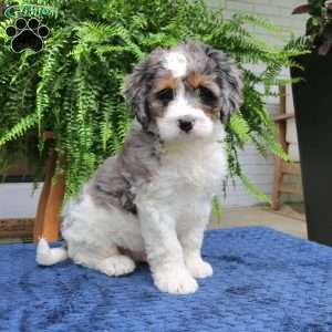 Sailor, Mini Bernedoodle Puppy