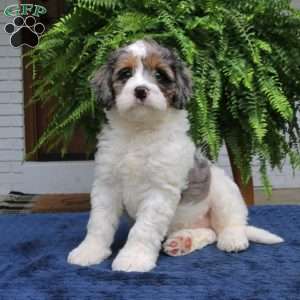 Sailor, Mini Bernedoodle Puppy
