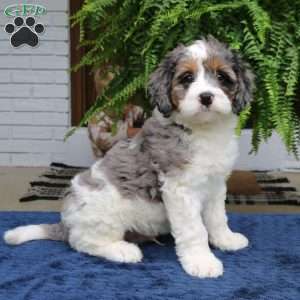 Sailor, Mini Bernedoodle Puppy