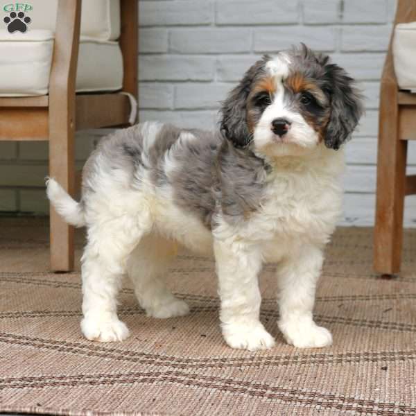 Sailor, Mini Bernedoodle Puppy