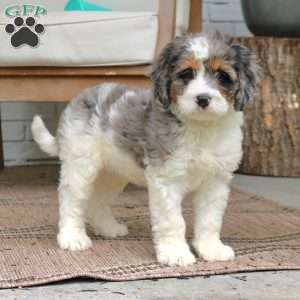 Sailor, Mini Bernedoodle Puppy