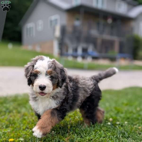 Shane, Bernedoodle Puppy