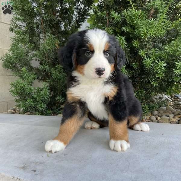 Hudson, Bernese Mountain Dog Puppy