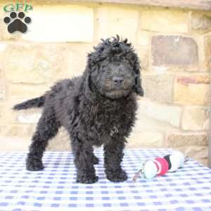 Jerry, Labradoodle Puppy