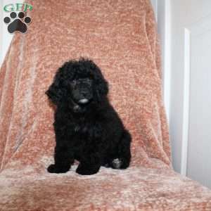 Bear, Miniature Poodle Puppy