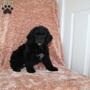 Buster, Miniature Poodle Puppy
