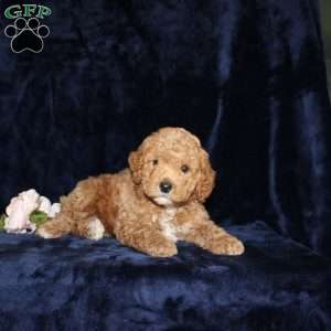 Phillip, Mini Goldendoodle Puppy