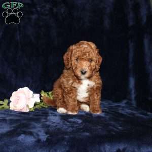 Peter, Mini Goldendoodle Puppy