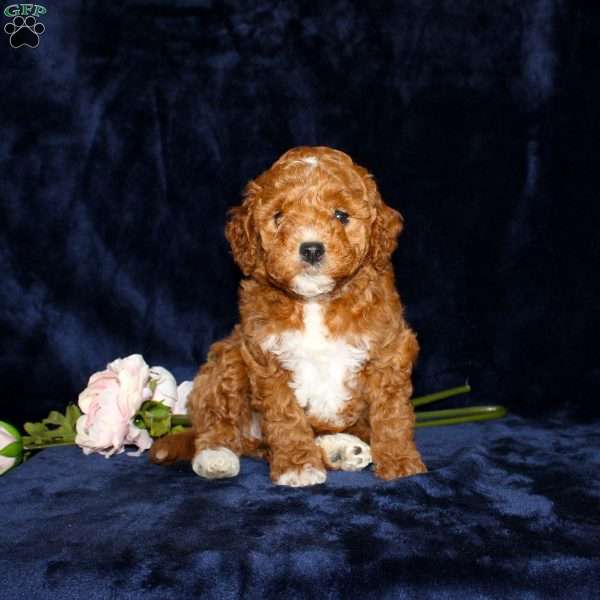 Patty, Mini Goldendoodle Puppy