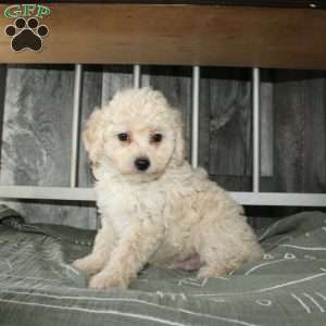 Colby, Miniature Poodle Puppy
