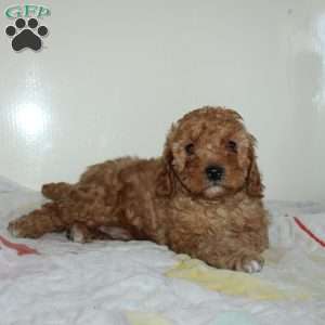 Clarence, Miniature Poodle Puppy