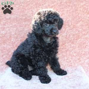 Rosie, Toy Poodle Puppy