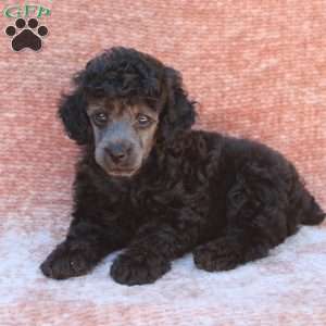 Rambo, Toy Poodle Puppy