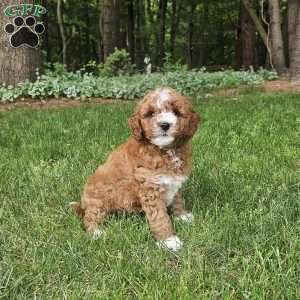 Goldie, Mini Goldendoodle Puppy