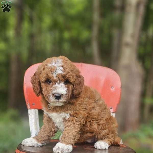 Goldie, Mini Goldendoodle Puppy