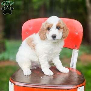 Lily, Mini Goldendoodle Puppy