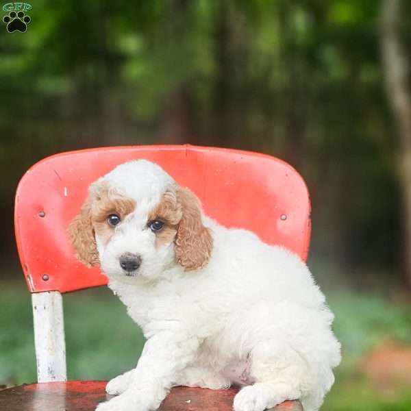 Lily, Mini Goldendoodle Puppy