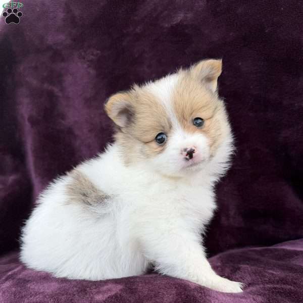 Jenny, Pomeranian Puppy