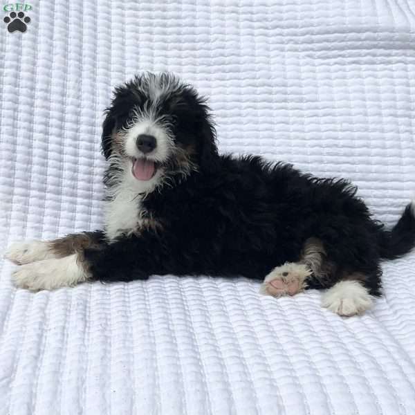 DJ, Mini Bernedoodle Puppy