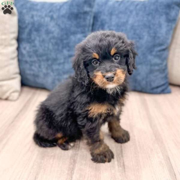 Bonnie, Mini Bernedoodle Puppy
