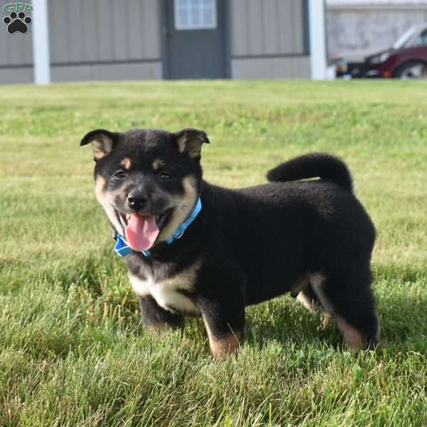 Chase, Shiba Inu Puppy
