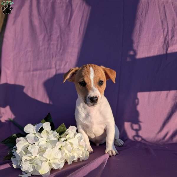 Kody, Jack Russell Terrier Puppy