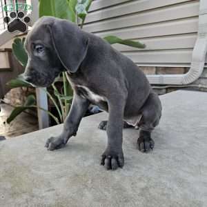 Brinley, Great Dane Puppy