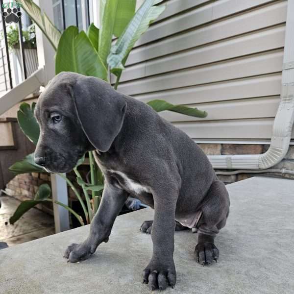 Brinley, Great Dane Puppy