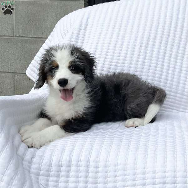 Cole, Mini Bernedoodle Puppy