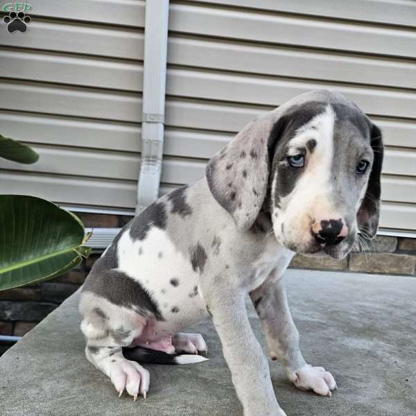 Boaz, Great Dane Puppy
