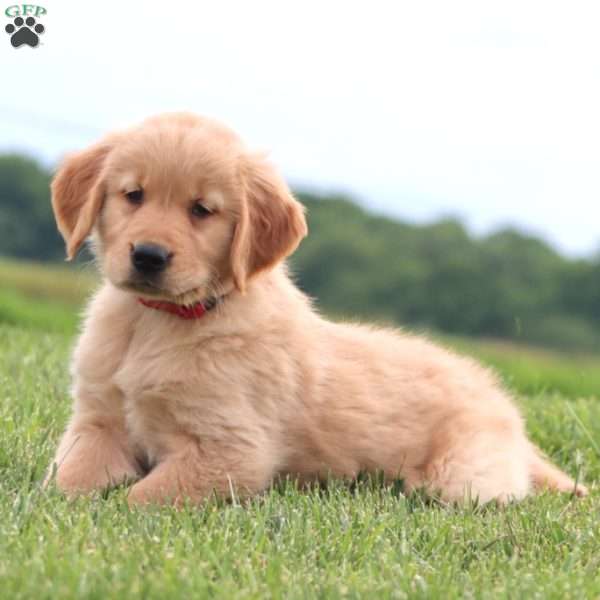 7 Up, Golden Retriever Puppy