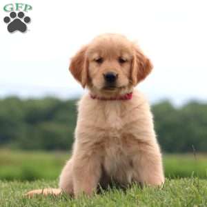 7 Up, Golden Retriever Puppy