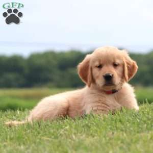 7 Up, Golden Retriever Puppy