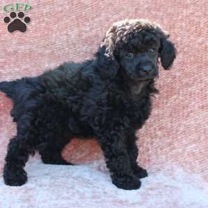 Rosie, Toy Poodle Puppy