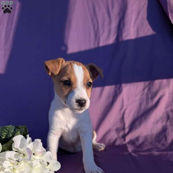 Kylie, Jack Russell Terrier Puppy