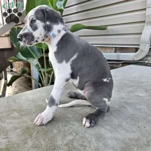 Bailey, Great Dane Puppy