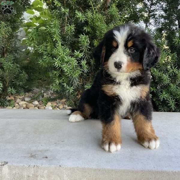 Samson, Bernese Mountain Dog Puppy