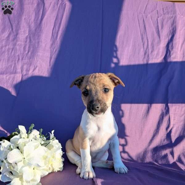 Kenzie, Jack Russell Terrier Puppy