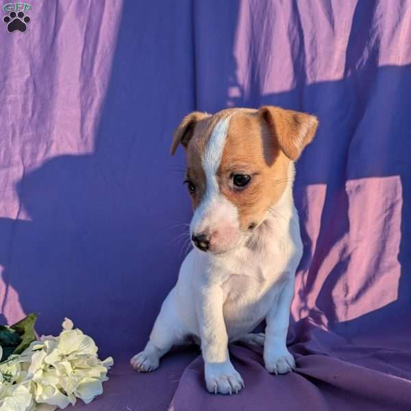 Kasey, Jack Russell Terrier Puppy