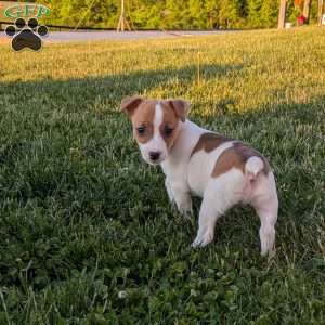 Kasey, Jack Russell Terrier Puppy
