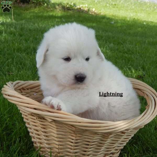 Lightning, Great Pyrenees Puppy