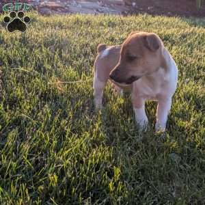 Kenzie, Jack Russell Terrier Puppy