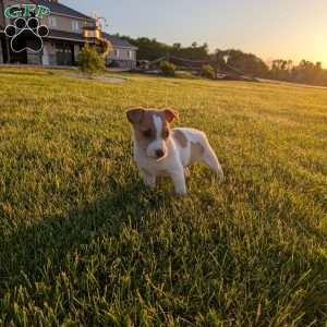 Kylie, Jack Russell Terrier Puppy