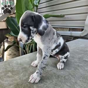 Beatrice, Great Dane Puppy