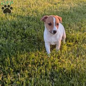 Kody, Jack Russell Terrier Puppy